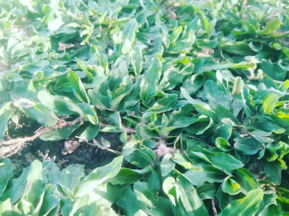 Jenis rumput hias © 2020 brilio.net Jenis rumput hias © 2020 brilio.net