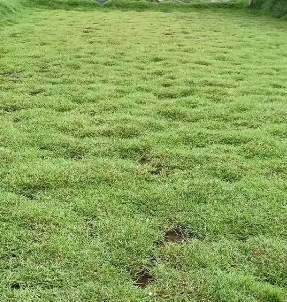 Jenis rumput hias © 2020 brilio.net Jenis rumput hias © 2020 brilio.net