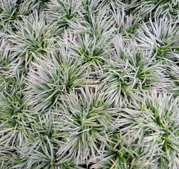 Jenis rumput hias © 2020 brilio.net Jenis rumput hias © 2020 brilio.net