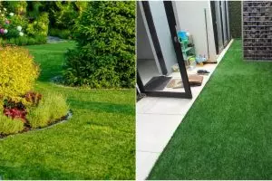 10 Jenis rumput yang cocok untuk menghias taman, bikin rumah jadi asri