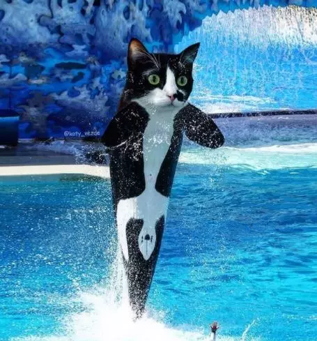 editan potret kucing dengan hewan lain Instagram