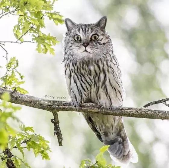 editan potret kucing dengan hewan lain Instagram