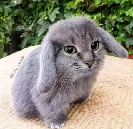 editan potret kucing dengan hewan lain Instagram