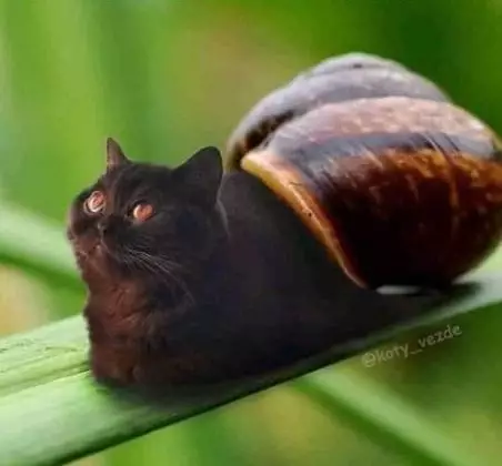 editan potret kucing dengan hewan lain Instagram