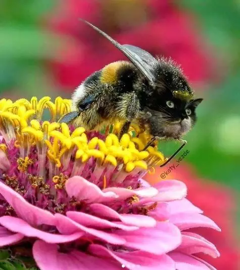 editan potret kucing dengan hewan lain Instagram