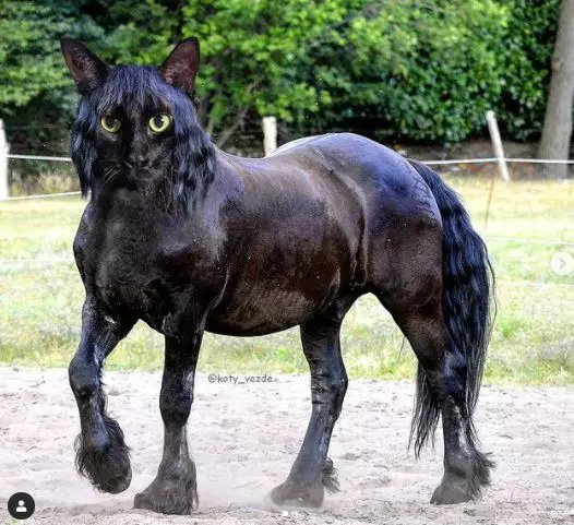 editan potret kucing dengan hewan lain Instagram