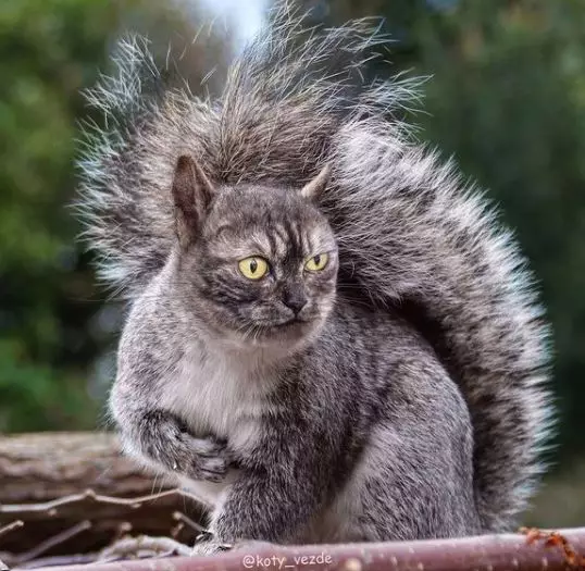 editan potret kucing dengan hewan lain Instagram