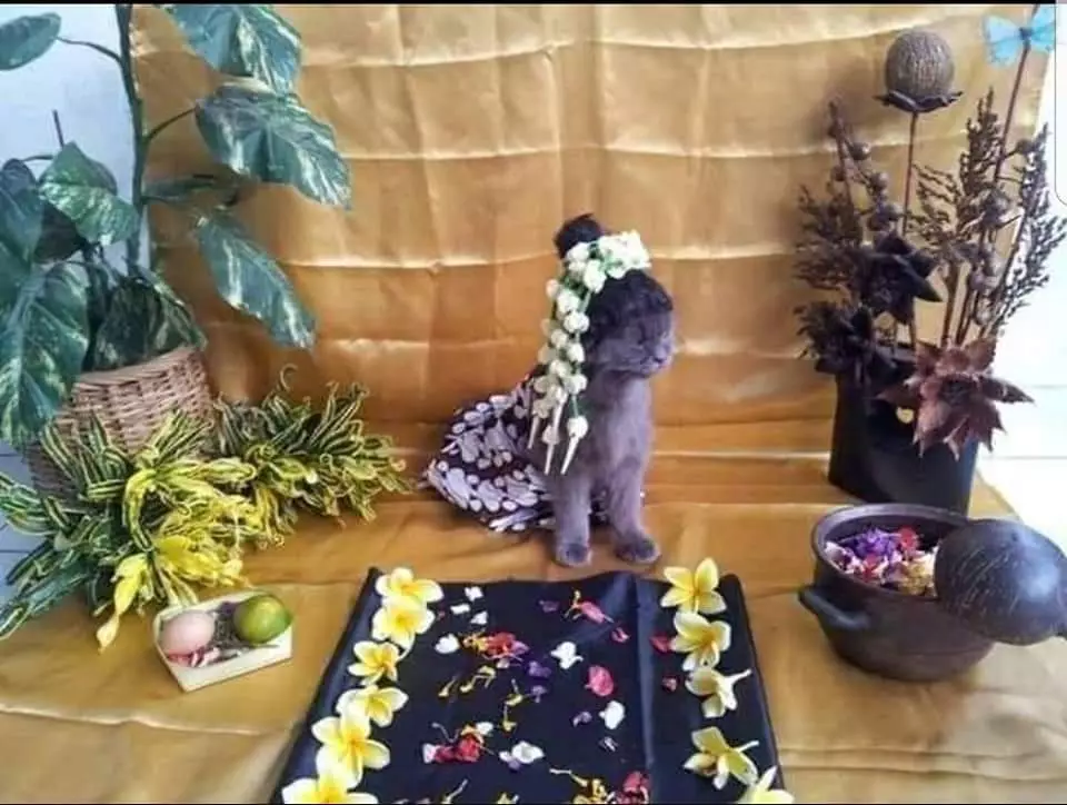 kucing tujuh bulanan Berbagai sumber kucing tujuh bulanan Berbagai sumber