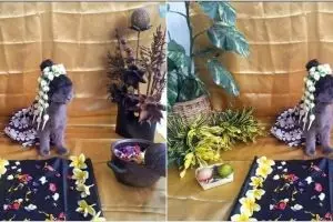 Pria ini gelar acara 7 bulanan kucing peliharaan, ini penampakannya