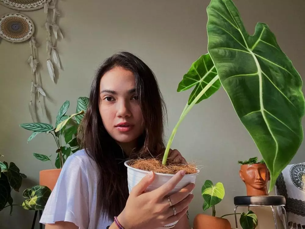 koleksi tanaman hias Haico © 2020 Instagram