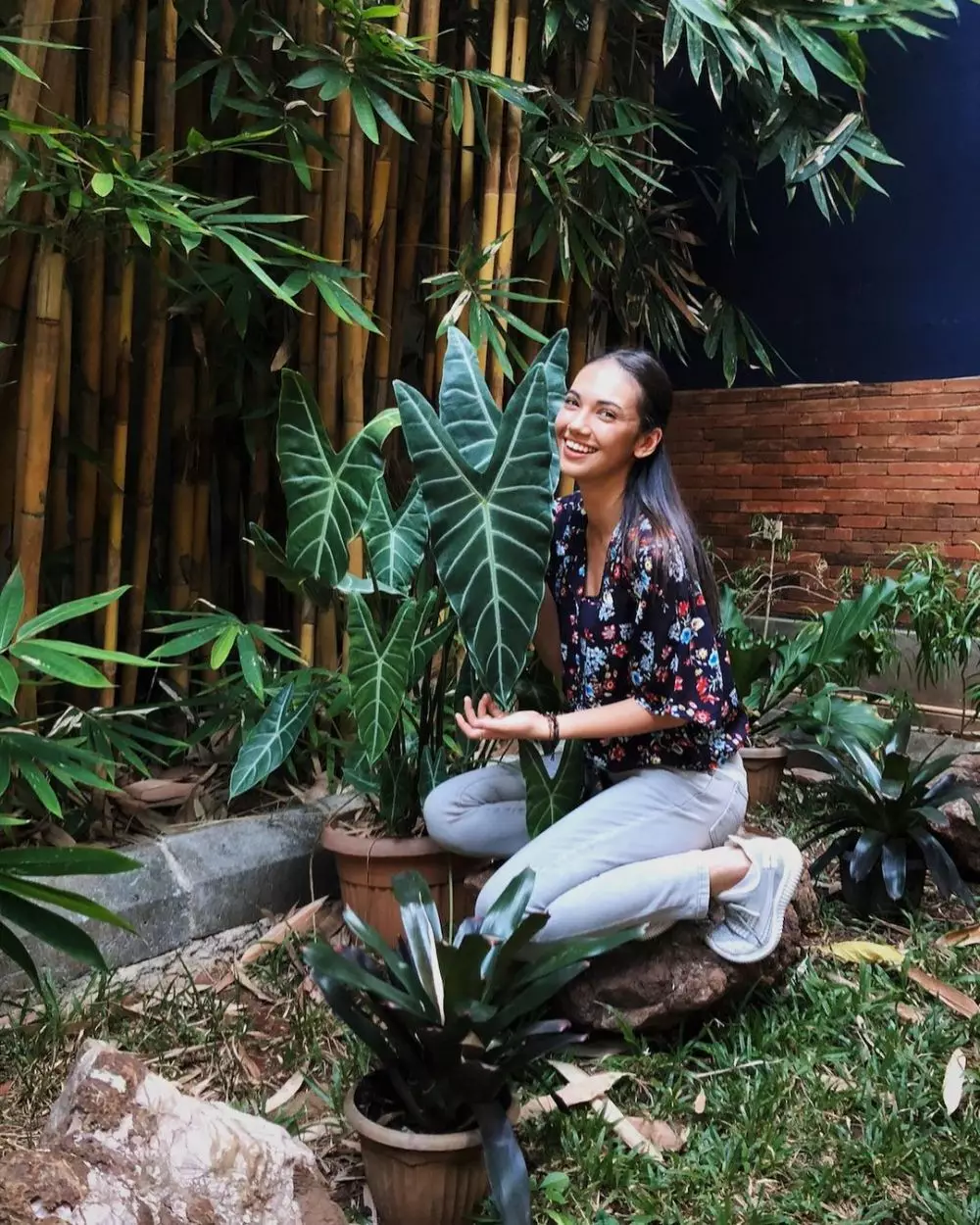 koleksi tanaman hias Haico © 2020 Instagram