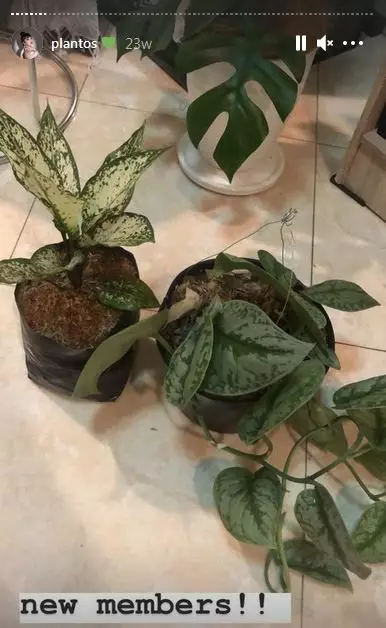 koleksi tanaman hias Haico © 2020 Instagram