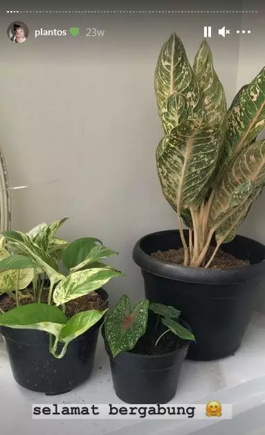 koleksi tanaman hias Haico © 2020 Instagram