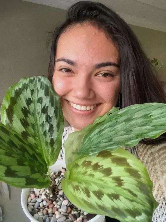 koleksi tanaman hias Haico © 2020 Instagram