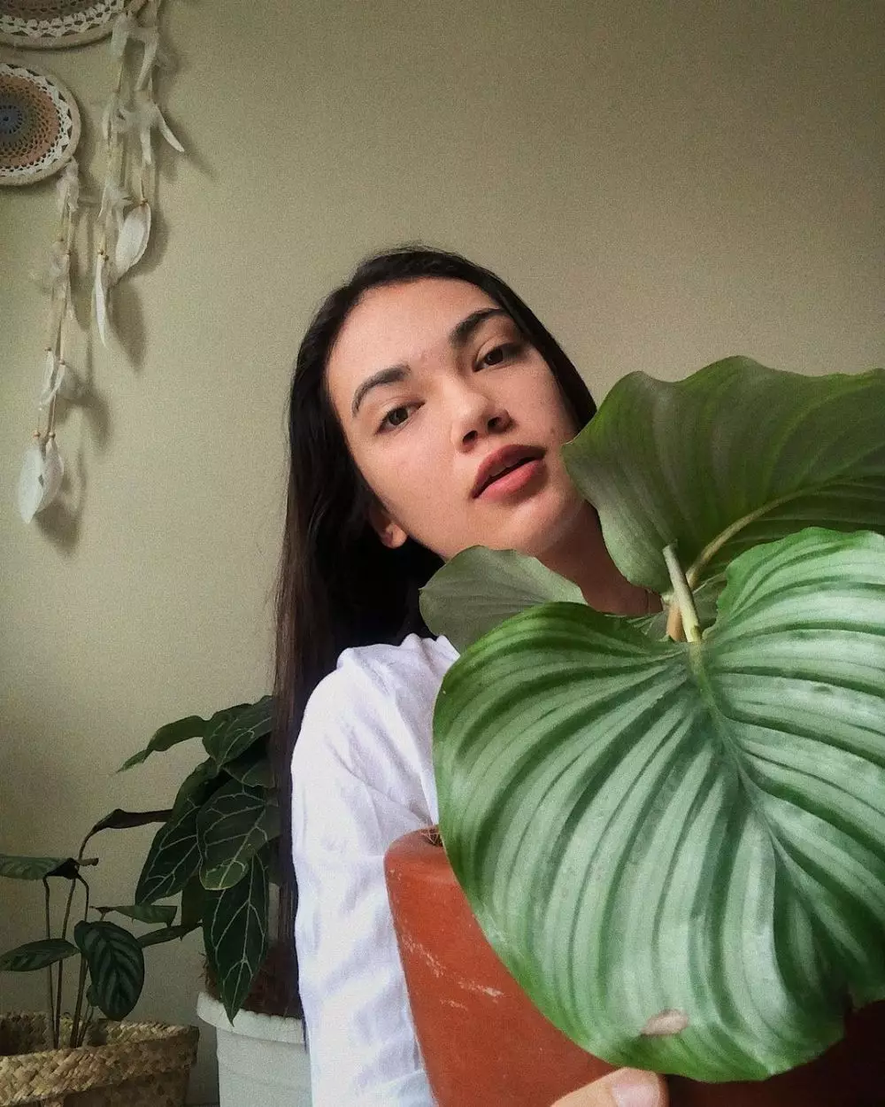 koleksi tanaman hias Haico © 2020 Instagram