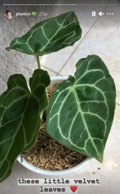 koleksi tanaman hias Haico © 2020 Instagram