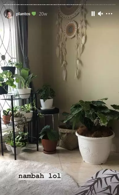 koleksi tanaman hias Haico © 2020 Instagram