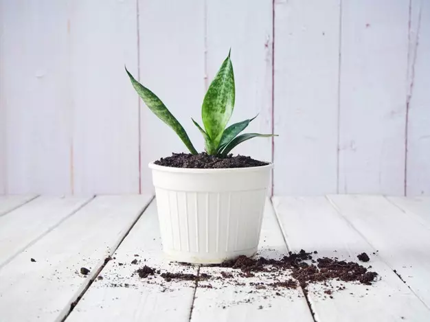 Manfaat menanam lidah mertua © 2020 brilio.net