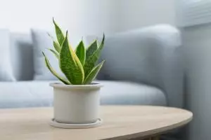 10 Manfaat menanam lidah mertua, menyerap polusi udara