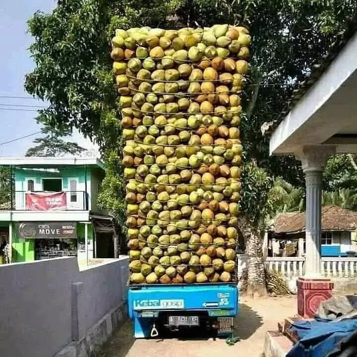 momen apes pada mobil © Berbagai Sumber momen apes pada mobil © Berbagai Sumber