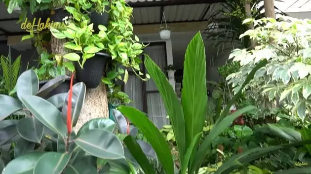 koleksi tanaman hias Soimah © YouTube koleksi tanaman hias Soimah © YouTube