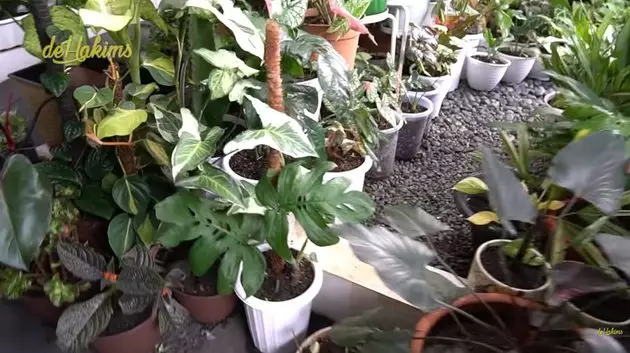koleksi tanaman hias Soimah © YouTube koleksi tanaman hias Soimah © YouTube
