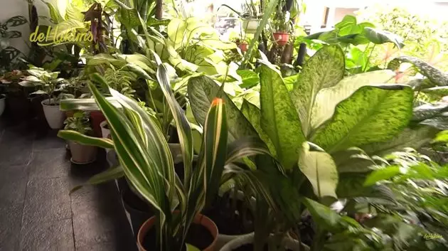 koleksi tanaman hias Soimah © YouTube koleksi tanaman hias Soimah © YouTube