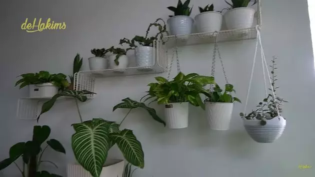 koleksi tanaman hias Soimah © YouTube koleksi tanaman hias Soimah © YouTube