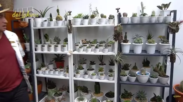 koleksi tanaman hias Soimah © YouTube koleksi tanaman hias Soimah © YouTube