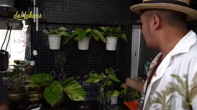 koleksi tanaman hias Soimah © YouTube koleksi tanaman hias Soimah © YouTube