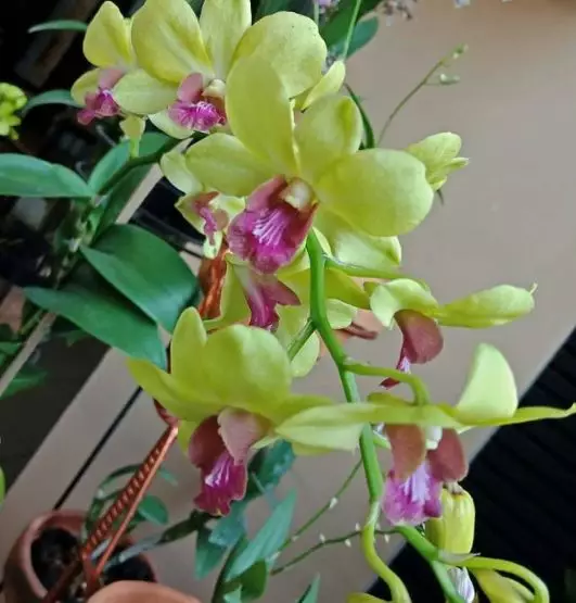 Jenis tanaman hias gantung © 2020 brilio.net