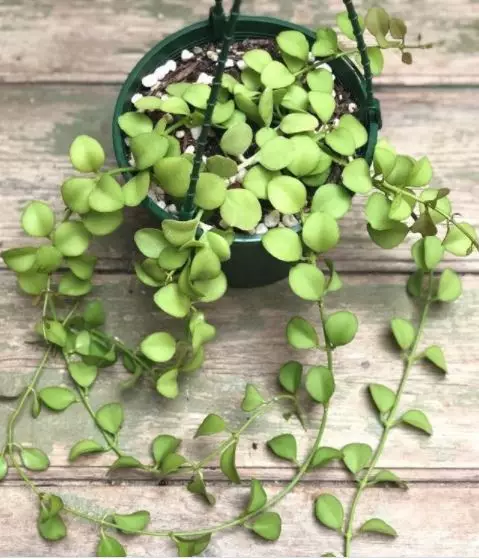 Jenis tanaman hias gantung © 2020 brilio.net