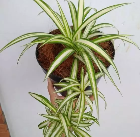 Jenis tanaman hias gantung © 2020 brilio.net