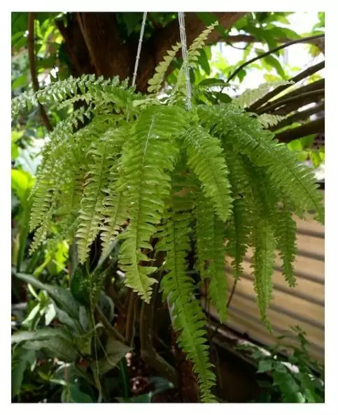 Jenis tanaman hias gantung © 2020 brilio.net