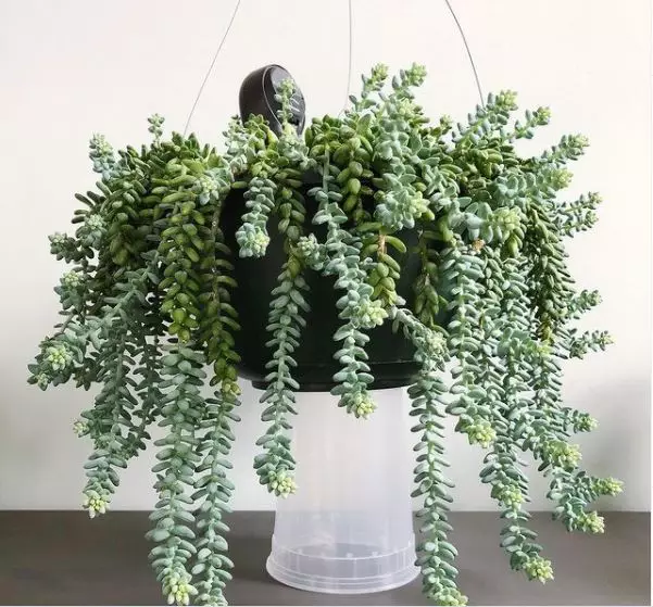 Jenis tanaman hias gantung © 2020 brilio.net