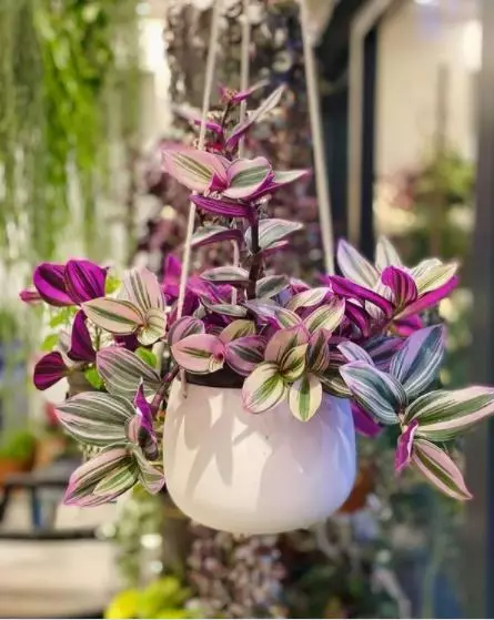 Jenis tanaman hias gantung © 2020 brilio.net