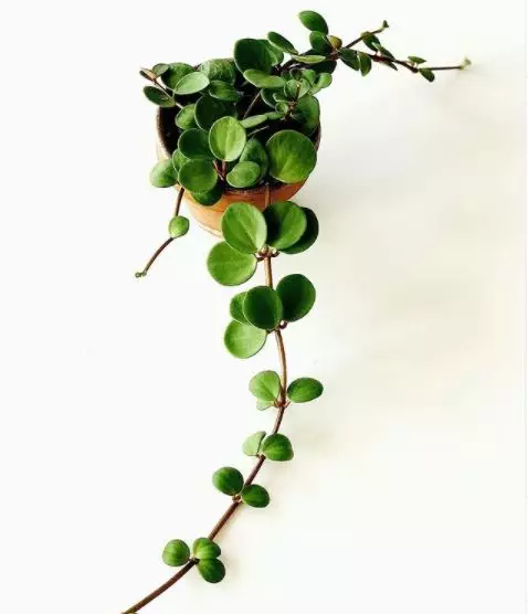 Jenis tanaman hias gantung © 2020 brilio.net