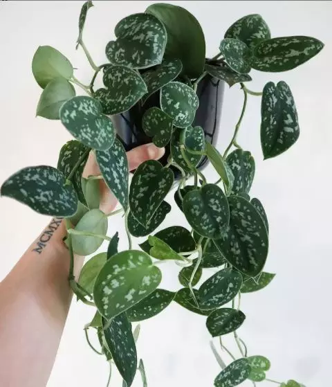 Jenis tanaman hias gantung © 2020 brilio.net