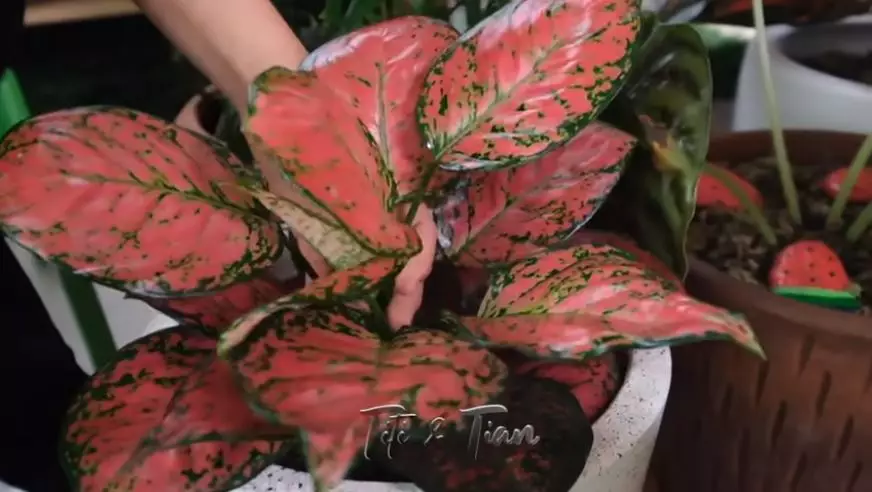 Potret koleksi tanaman hias Titi Kamal © 2020 brilio.net/ Instagram/ YouTube