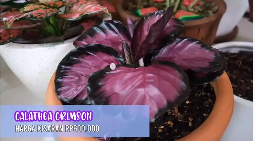 Potret koleksi tanaman hias Titi Kamal © 2020 brilio.net/ Instagram/ YouTube