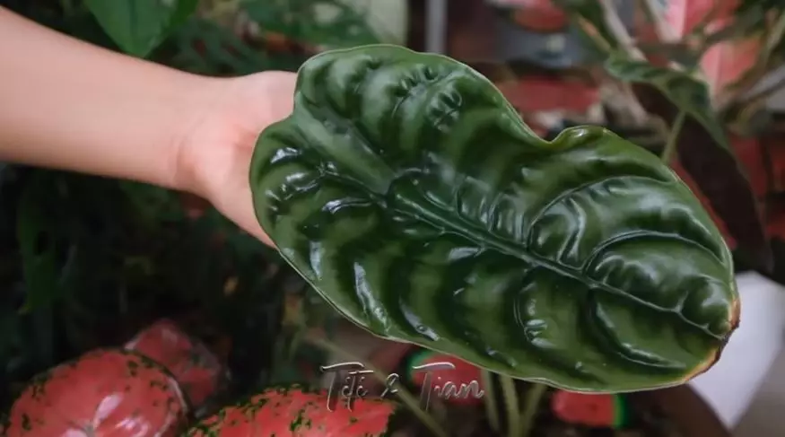 Potret koleksi tanaman hias Titi Kamal © 2020 brilio.net/ Instagram/ YouTube