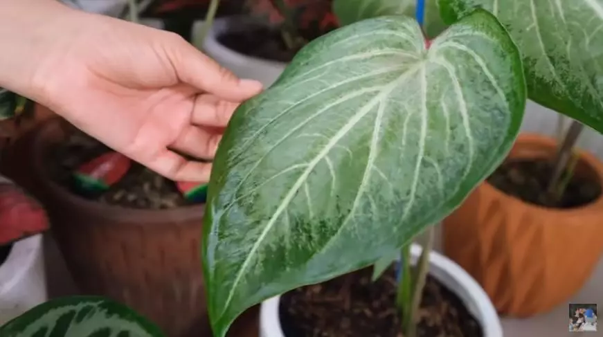 Potret koleksi tanaman hias Titi Kamal © 2020 brilio.net/ Instagram/ YouTube