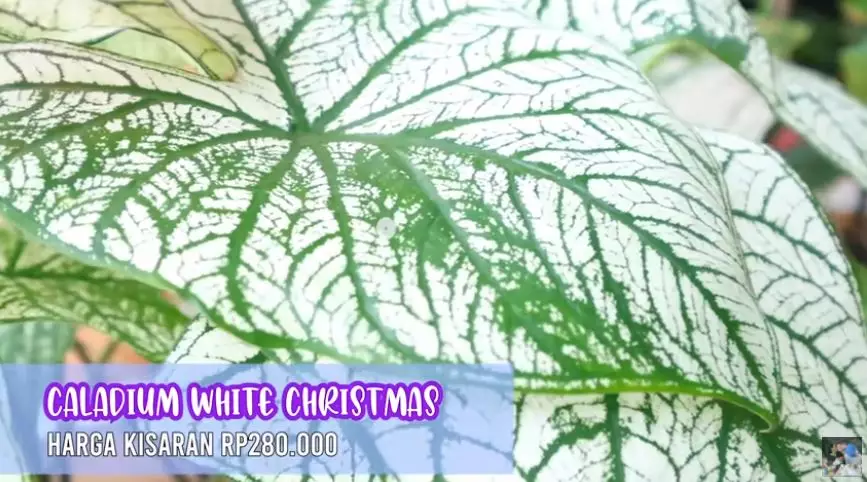 Potret koleksi tanaman hias Titi Kamal © 2020 brilio.net/ Instagram/ YouTube