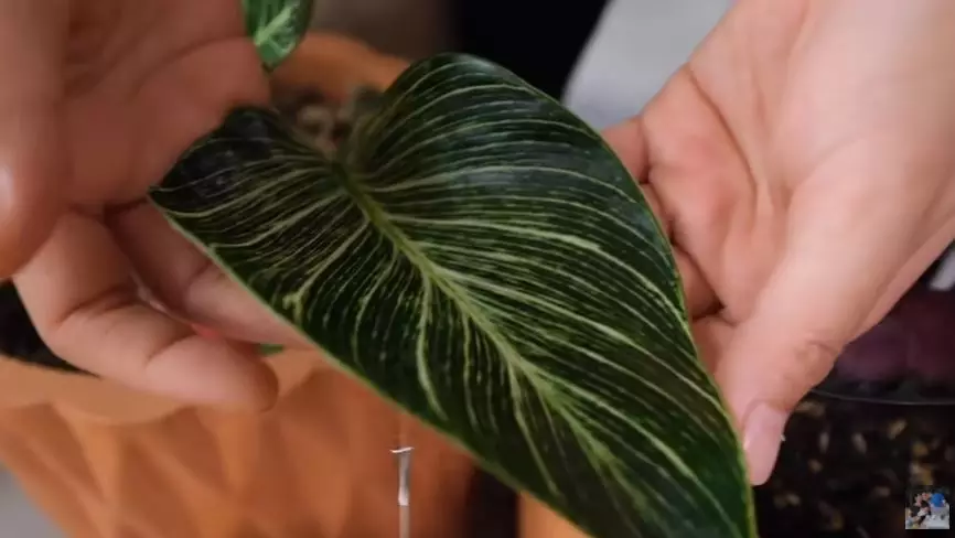 Potret koleksi tanaman hias Titi Kamal © 2020 brilio.net/ Instagram/ YouTube