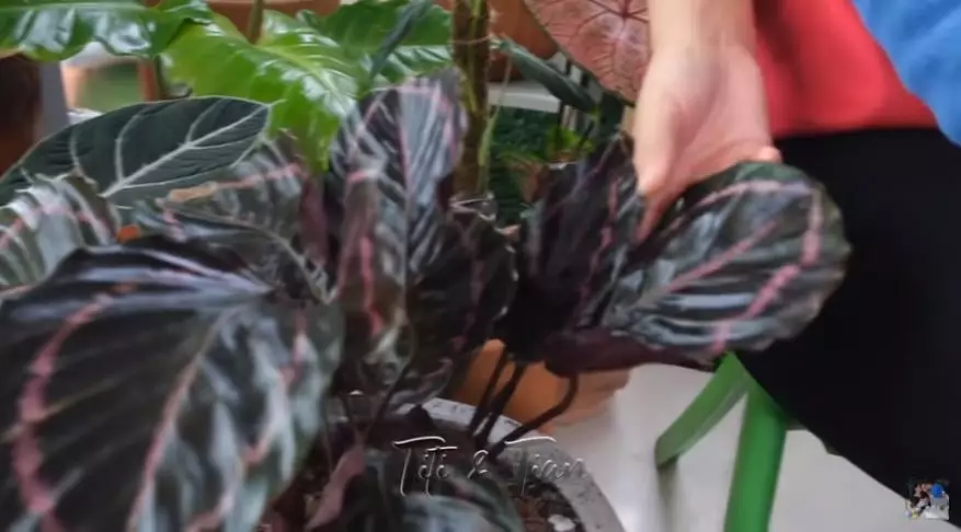 Potret koleksi tanaman hias Titi Kamal © 2020 brilio.net/ Instagram/ YouTube