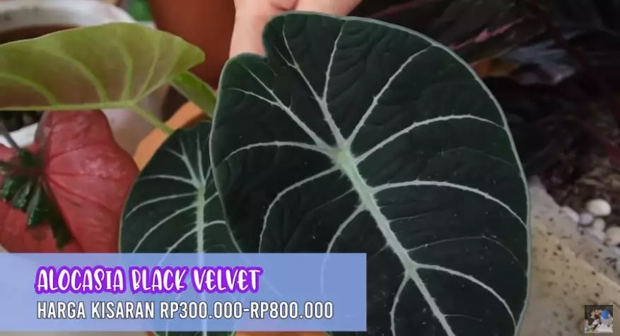 Potret koleksi tanaman hias Titi Kamal © 2020 brilio.net/ Instagram/ YouTube