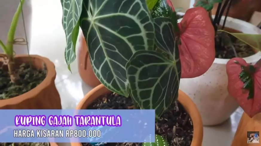 Potret koleksi tanaman hias Titi Kamal © 2020 brilio.net/ Instagram/ YouTube