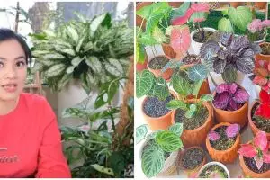 10 Potret koleksi tanaman hias Titi Kamal, harganya bikin melongo