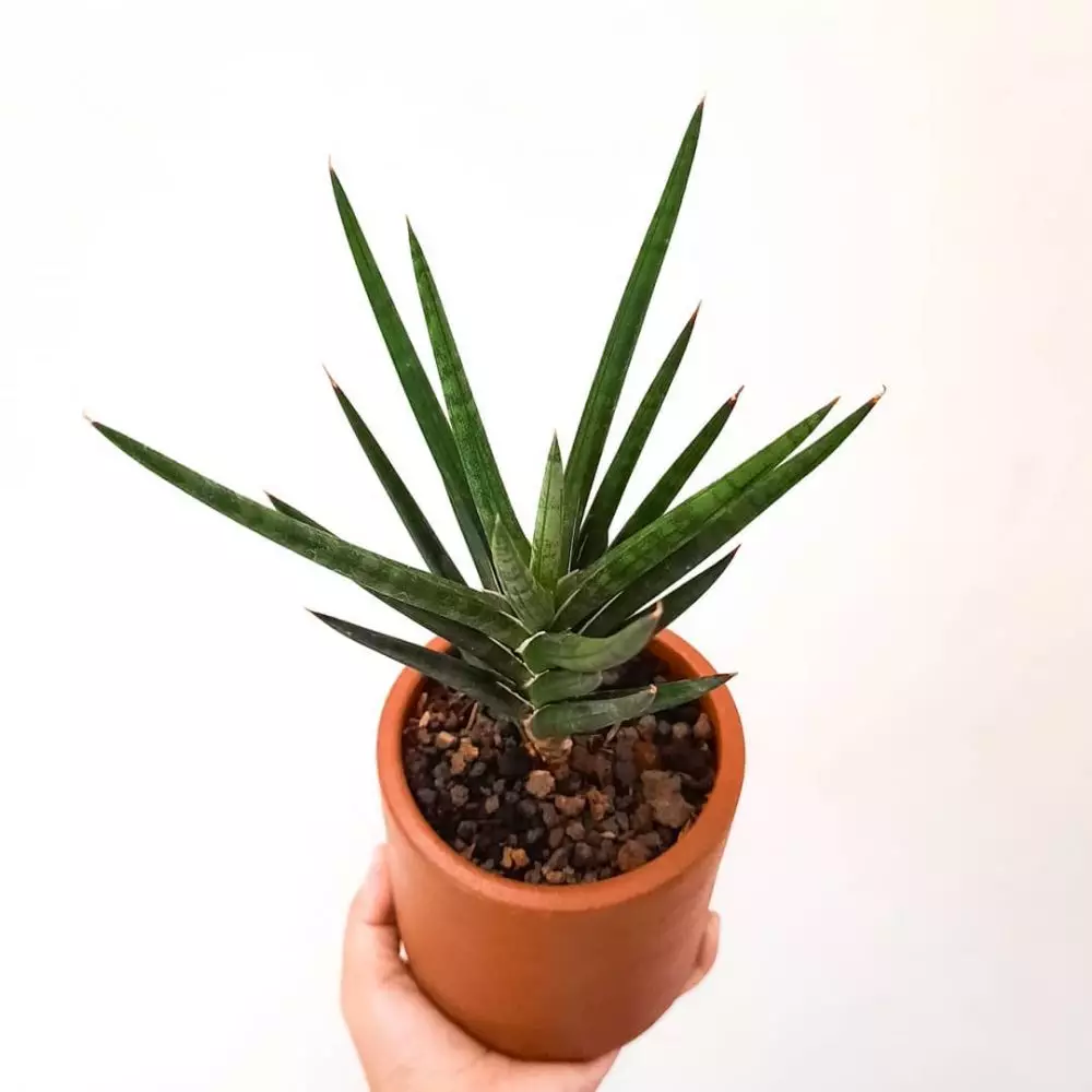 Jenis tanaman lidah mertua © 2020 brilio.net