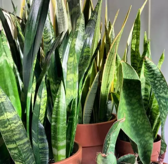 Jenis tanaman lidah mertua © 2020 brilio.net